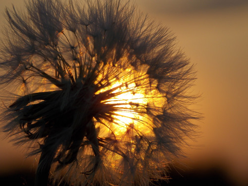 Schutz vor Schwarzmagie: Foto: © GALINA_TARASENKO / shutterstock / #686109472